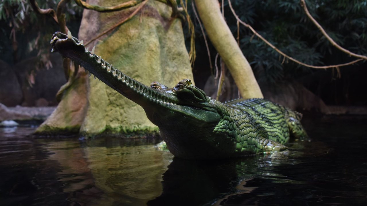 Parente de crocodilo do Jurássico desenterrado no Marrocos tinha dentes finos como agulhas, diz estudo