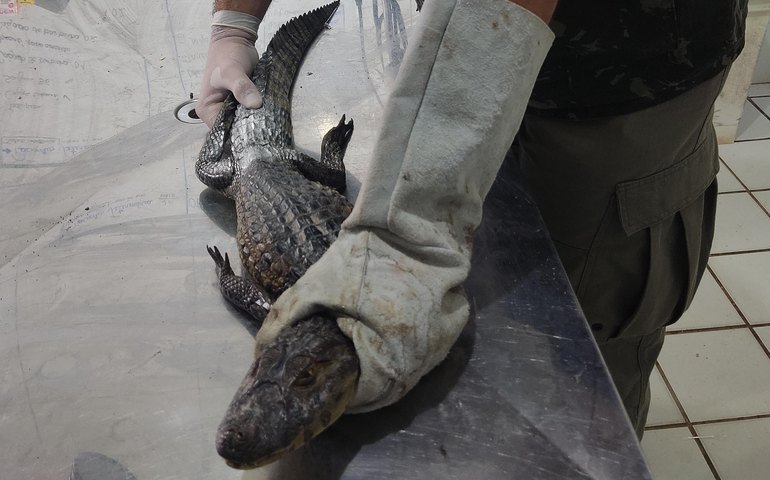 Período chuvoso aumenta a presença de animais silvestres em áreas urbanas