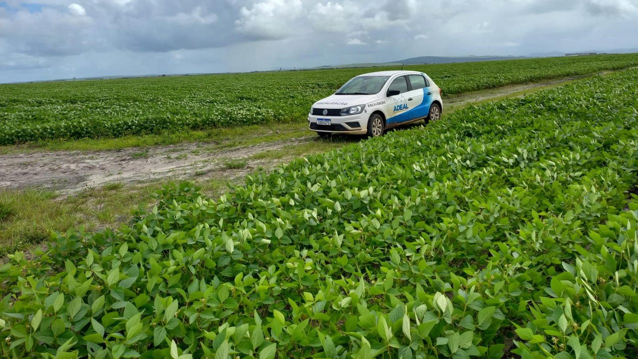 Calendário de semeadura da soja é aberto em Alagoas