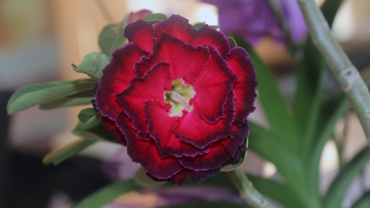 Especialista revela o motivo da rosa do deserto ser a planta queridinha do momento