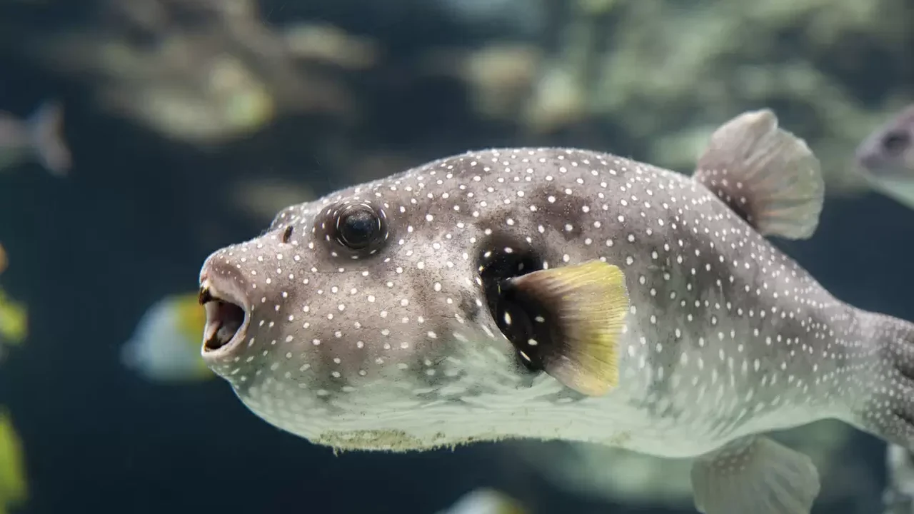 É perigoso comer baiacu? Os riscos de ingerir o peixe e os cuidados necessários na preparação