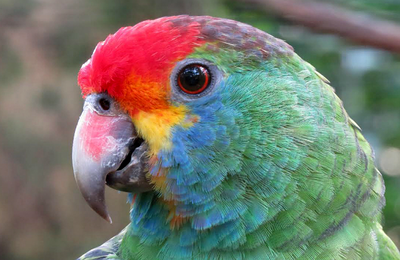 Ameaçados de extinção: 60 papagaios serão reintroduzidos na natureza