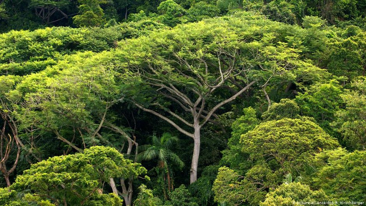 Bioma mais ameaçado do Brasil, Mata Atlântica vive alta do desmatamento