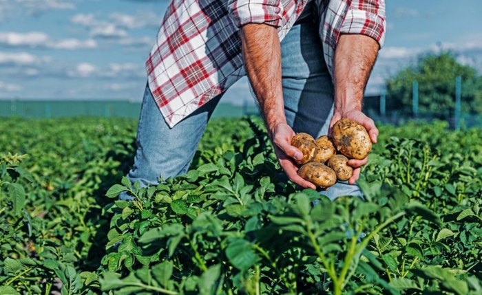 O valor da produção agrícola no estado de Alagoas em 2018 apresenta queda em torno de 12% em relação a 2017