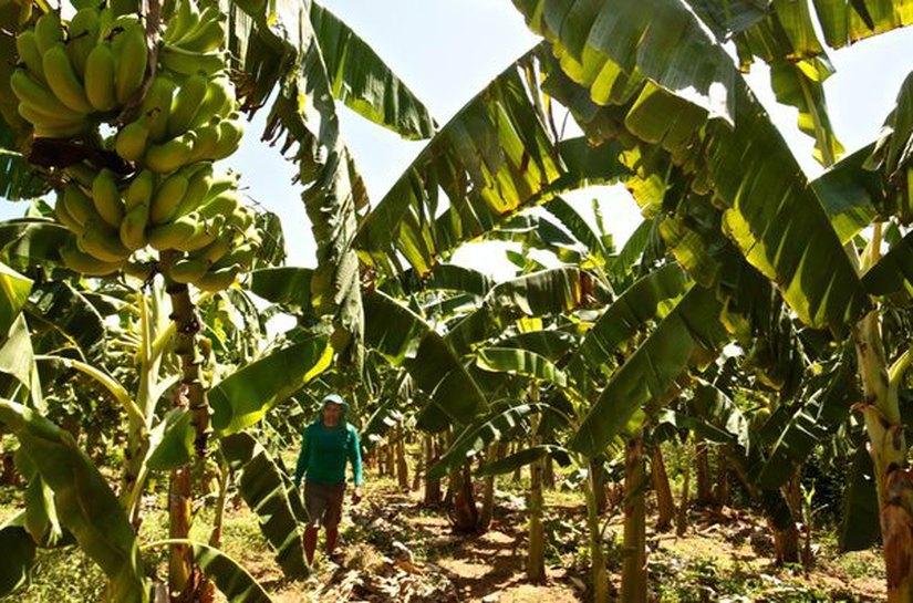 Financiamentos do BNB em Alagoas para fruticultura crescem 16,5% no semestre