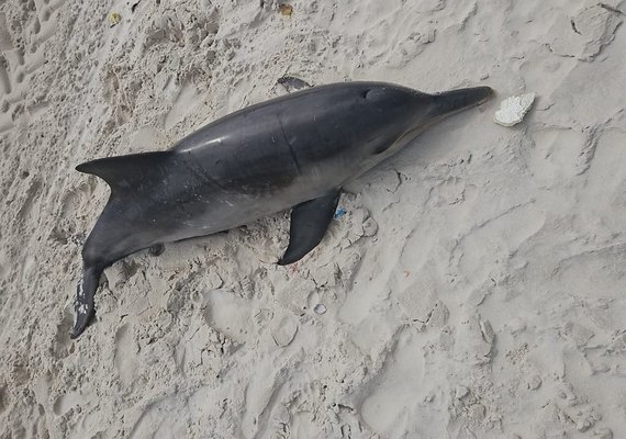 Golfinho da espécie Boto-cinza é encontrado morto na Praia da Avenida