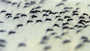 aedes