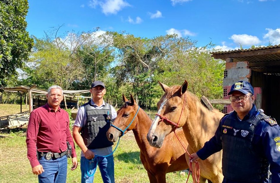 Cavalos avaliados em 12 mil reais são resgatados após roubo em Rosário do Catete / Foto: Foto: Reprodução