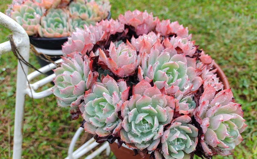 Copos de café são transformados em cachepôs para mini suculentas