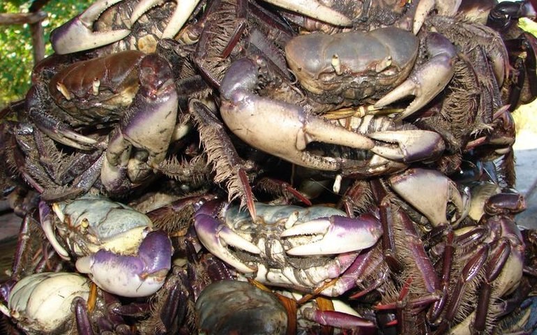 Período de defeso do caranguejo-uçá começa no próximo domingo (22)