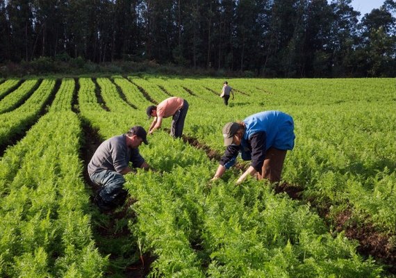 Produtores da Agricultura Familiar podem renegociar dívidas com desconto de até 96%