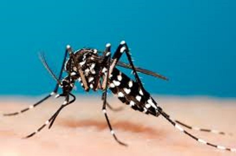 Boletim Epidemiológico traz menor gravidade em casos de dengue