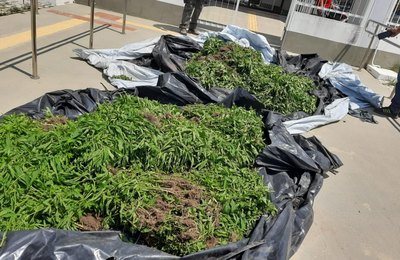 PM apreende cerca de 20 mil pés de maconha em Mata Grande