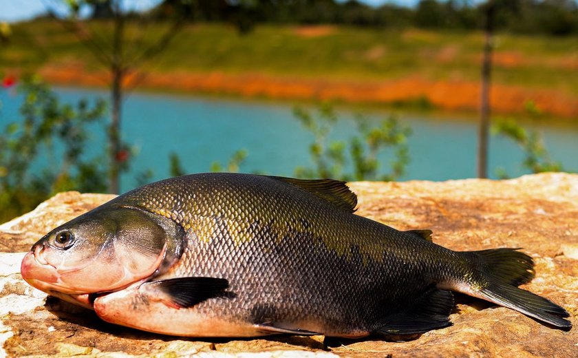 Peixe BR: com tarifaço, exportação de tilápia do País deve praticamente zerar no 2º semestre