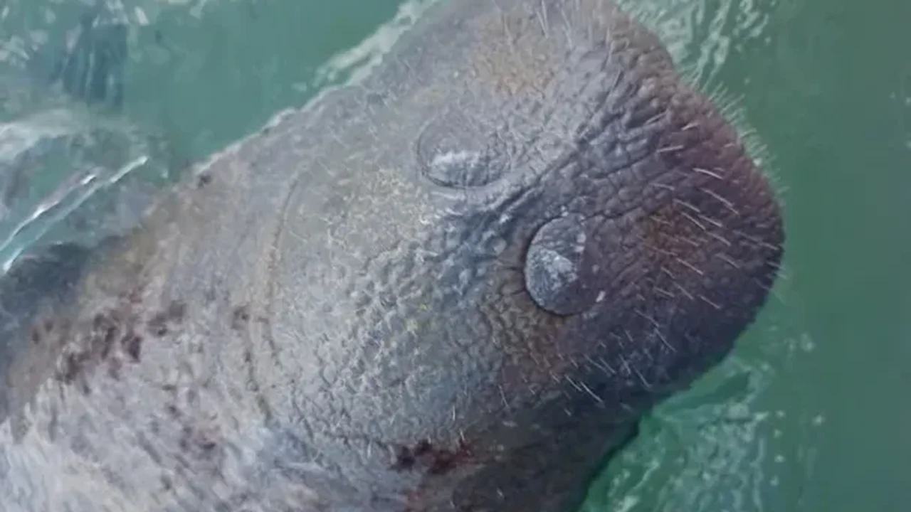 'Carinho' proibido: vídeo flagra turistas molestando peixe-boi e jangada cercando o animal na Pajuçara