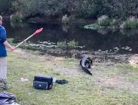 Marido herói espanta jacaré faminto com remo e impressiona esposa