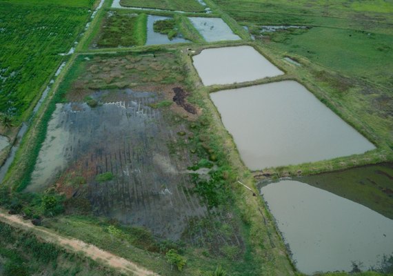 Rizicultores estão preocupados com a possibilidade de perda da safra