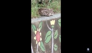 COBRA NO PARQUE DOS CAJUEIROS