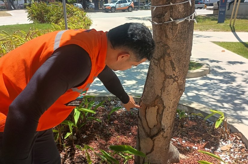 Mais 10 mil m² de espaços arborizados serão vistoriados pela Defesa Civil de Maceió
