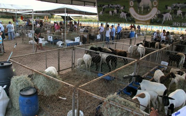 Arapiraca: Lançamento da 4ª Exposição de Caprinos e Ovinos ocorre na quarta