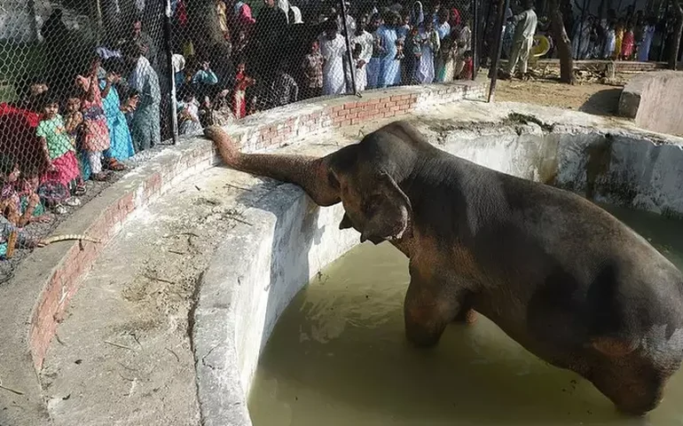 Antigo zoológico no Paquistão se transforma em 'centro de reabilitação' para salvar animais maltratados