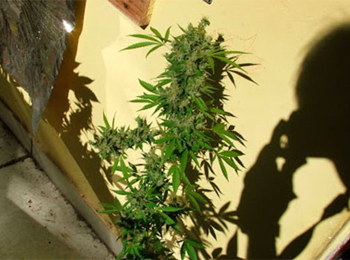 Portal oferece ensino a distância a respeito de políticas sobre drogas
