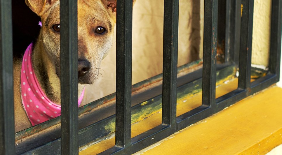 dog-4961547_1280 / Foto: Foto: pixabay