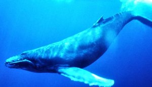 baleia azul