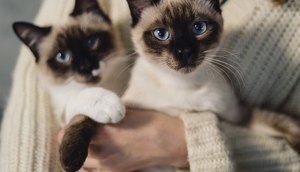 ONG promove campanha de adoção de gatos em Aracaju neste sábado