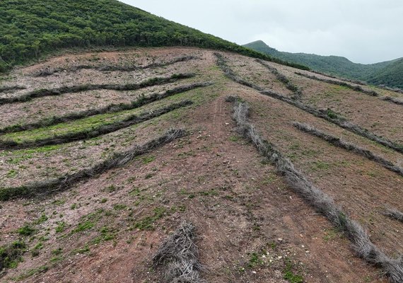 Maior desmatamento já registrado pela FPI em Alagoas atinge área equivalente a 800 campos de futebol
