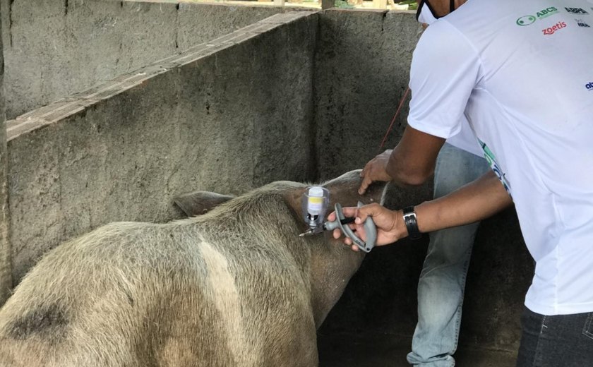 Alagoas inicia campanha de vacinação contra Peste Suína Clássica