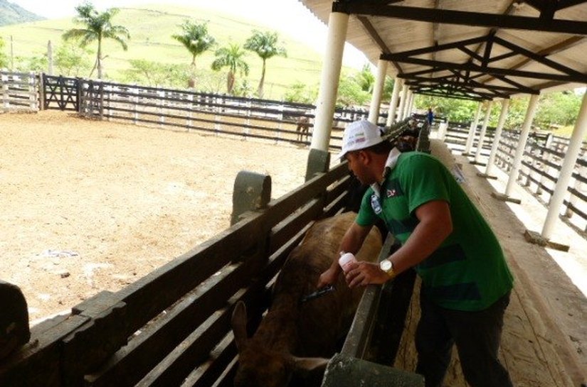 Criador tem até o dia 30 de novembro para vacinar rebanho contra aftosa