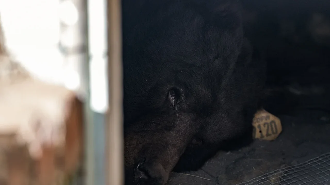 Morador da Califórnia estende tapete vermelho para urso preto que vive embaixo de sua casa
