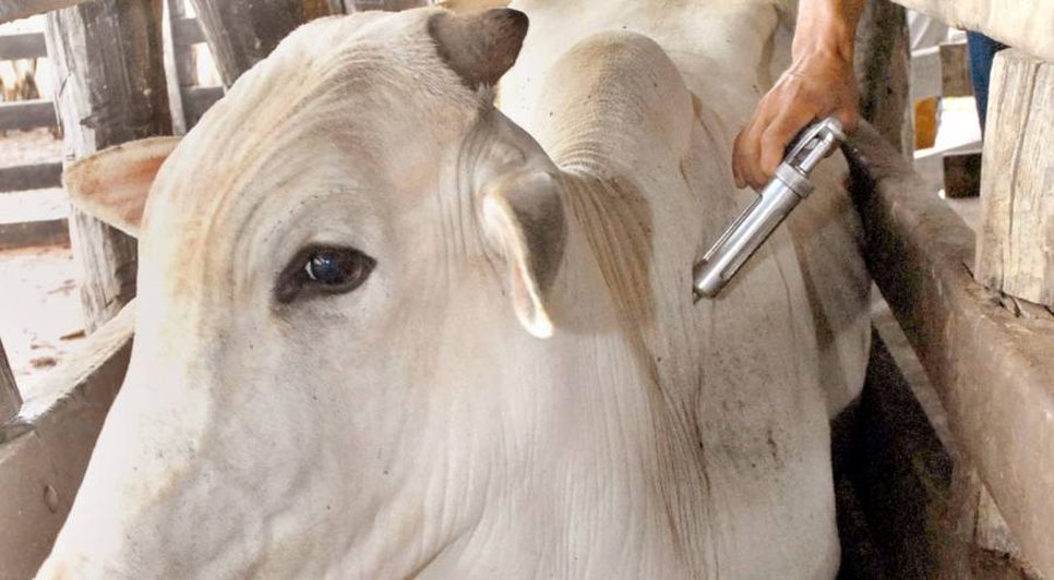 vacinação febre aftosa