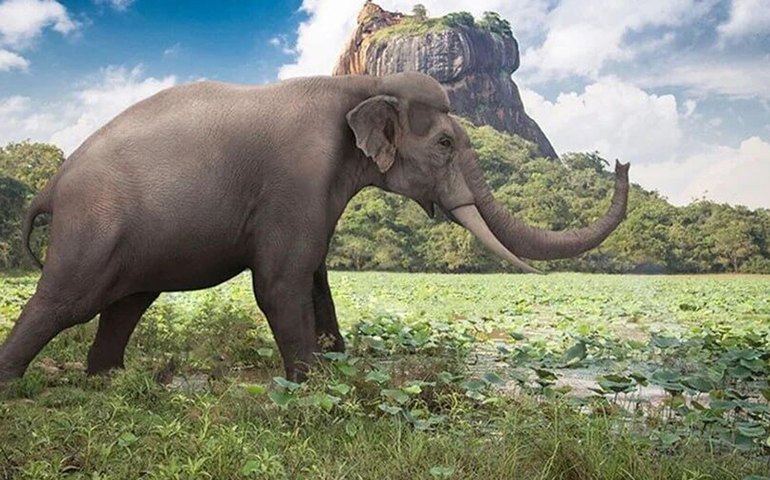 Paleoartistas recriam gigantes extintos do Sri Lanka com base em fósseis