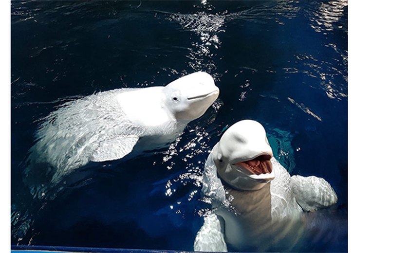 Duas belugas são levadas da Ucrânia à Espanha em operação de 'alto risco'; vídeo 