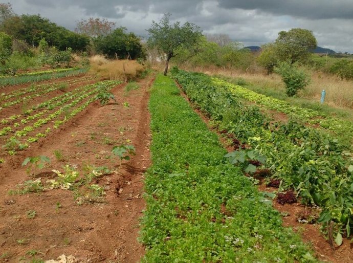 Produtores de Poço das Trincheiras recebem orientações sobre PAA