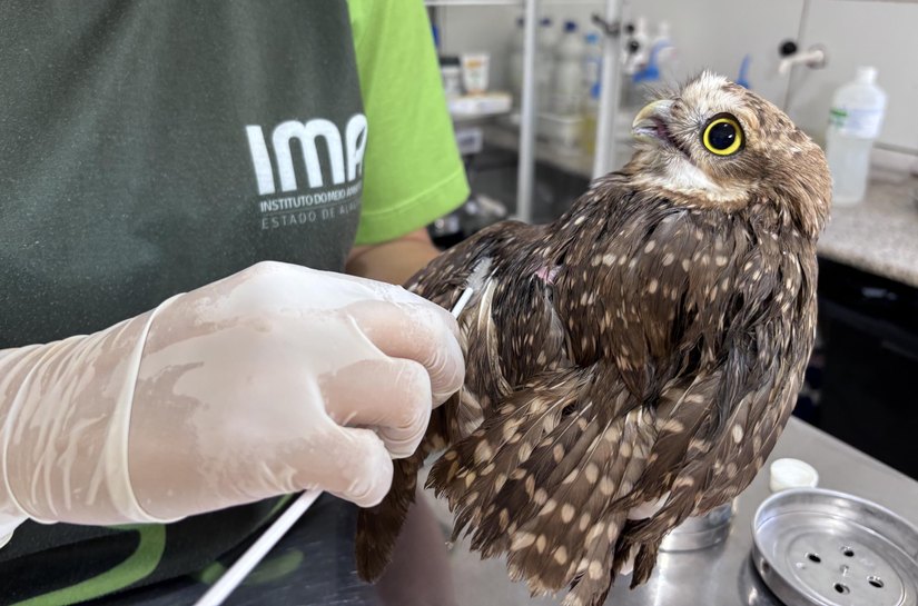 Uso indiscriminado de capturas para pragas urbanas pode ser um risco para animais silvestres