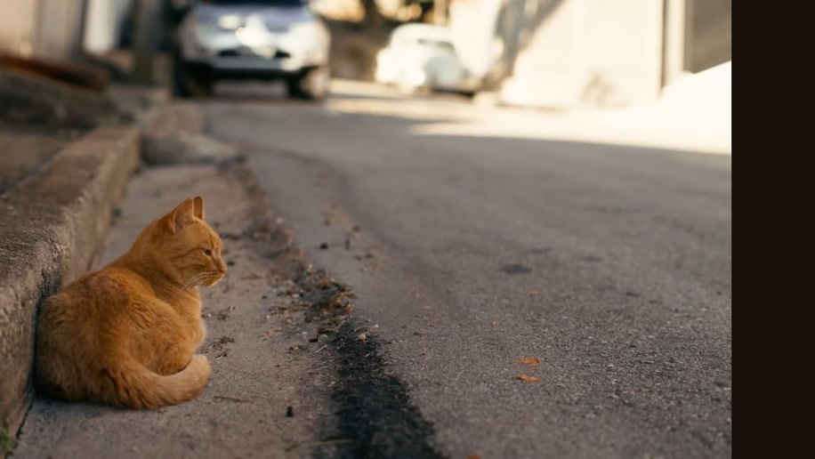 "Gato precisa sair de casa?": série documental expõe os riscos da cultura de deixar felinos soltos nas ruas
