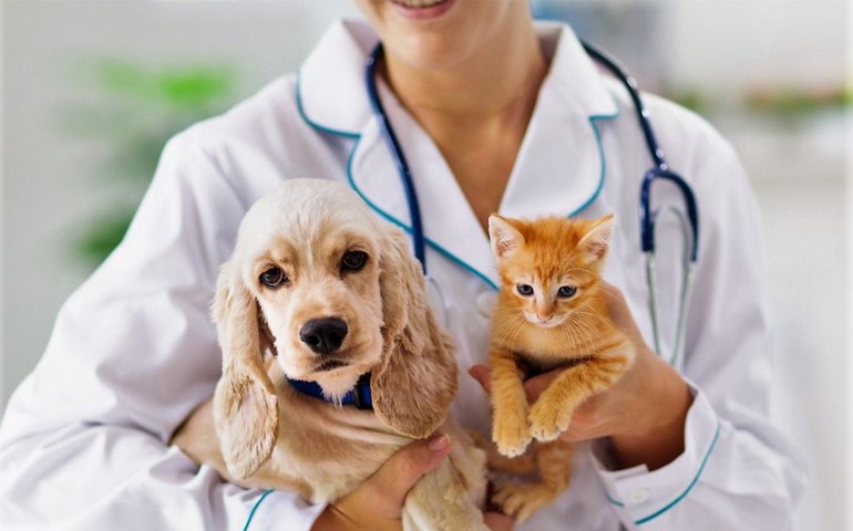 Dia D da vacinação antirrábica em Penedo acontece neste sábado, 30