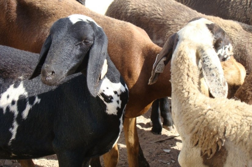 Coordenação de Arranjos Produtivos Locais participa de Oficina de Trabalho Nacional