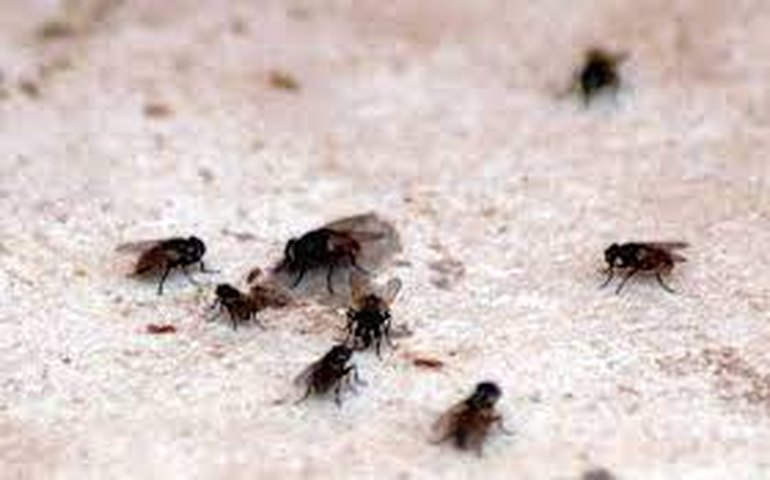 Receita caseira com 3 alimentos para espantar moscas de alimentos; veja quais são