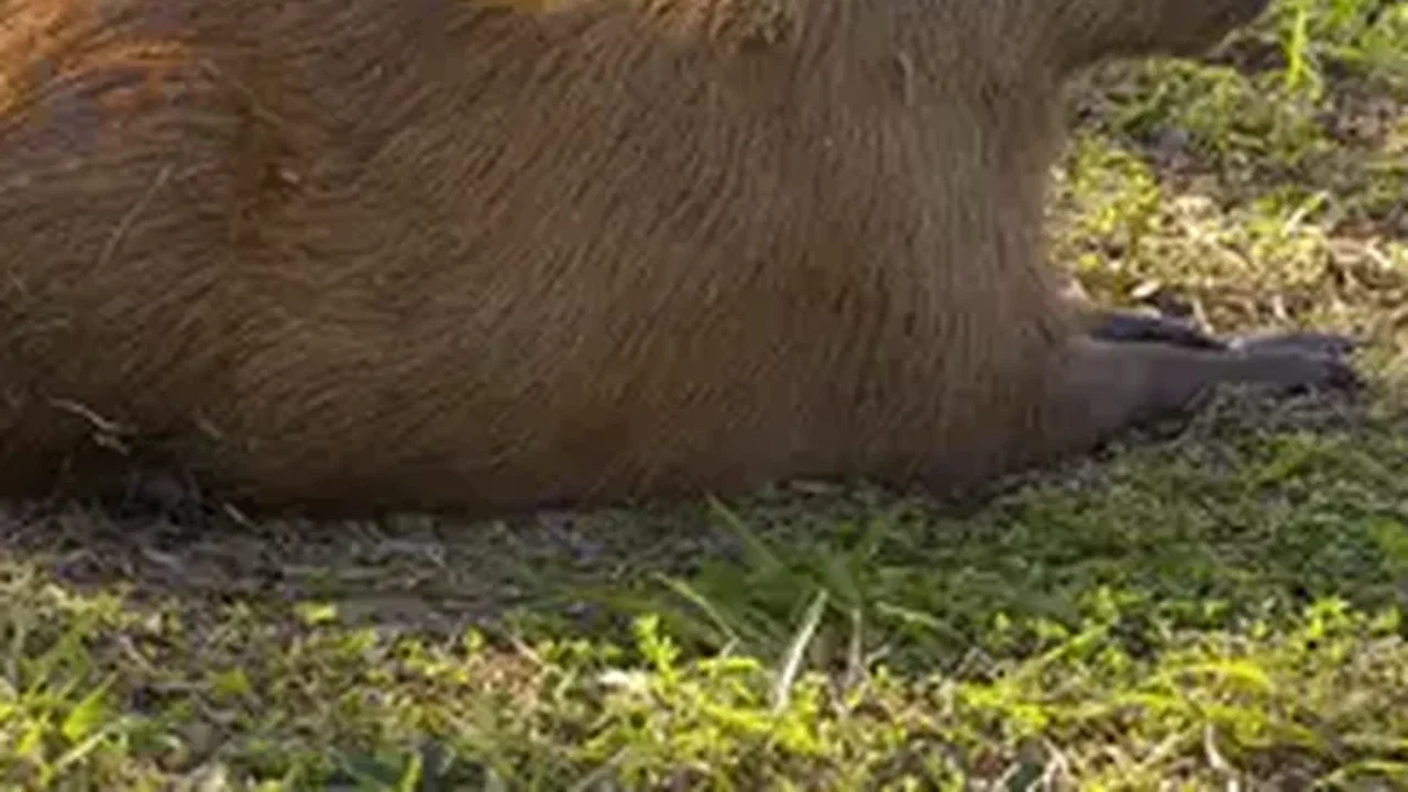 Capivara recebe carinho para ajudar equipe a monitorar sua saúde