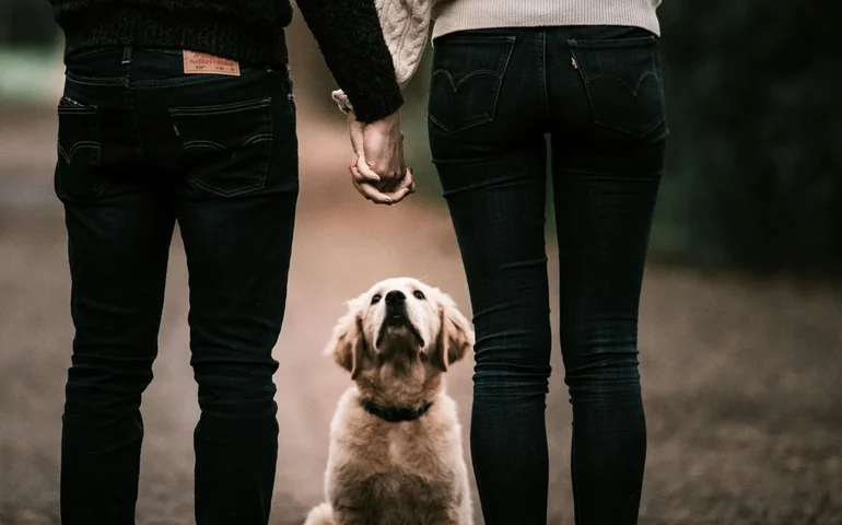 Guarda compartilhada de pets entra na lei brasileira