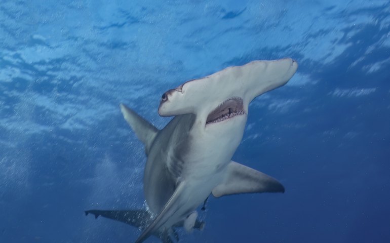 Tubarões-martelo são flagrados em águas cristalinas de Arraial do Cabo