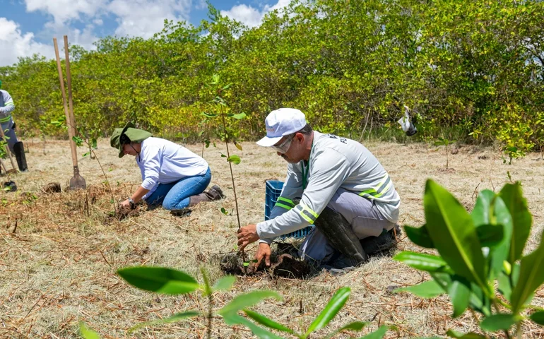 Aflora Mangue vai plantar mais de 60 mil mudas na APA Santa Rita