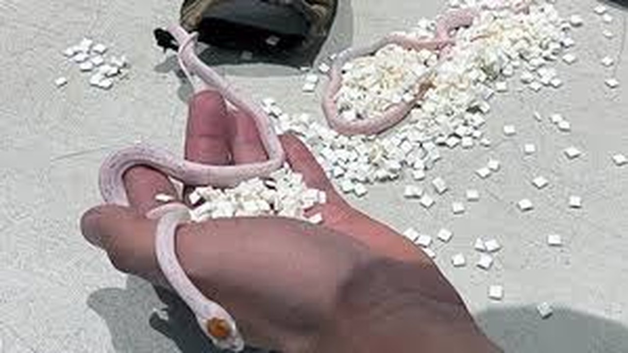 Saco de cobras é encontrado nas calças de um passageiro em aeroporto de Miami