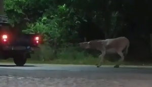 Animal é arrastado à força por caminhonete em Itaporanga D’Ajuda; Polícia Civil não identifica maus-tratos / Foto: Foto: Reprodução/Portal A8SE