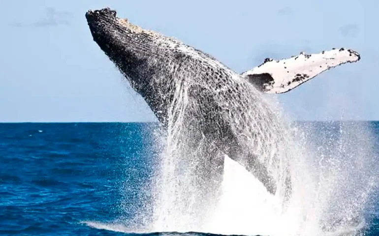 Primeiras baleias jubarte chegam ao litoral de SP; saiba como ver e regras de visitação