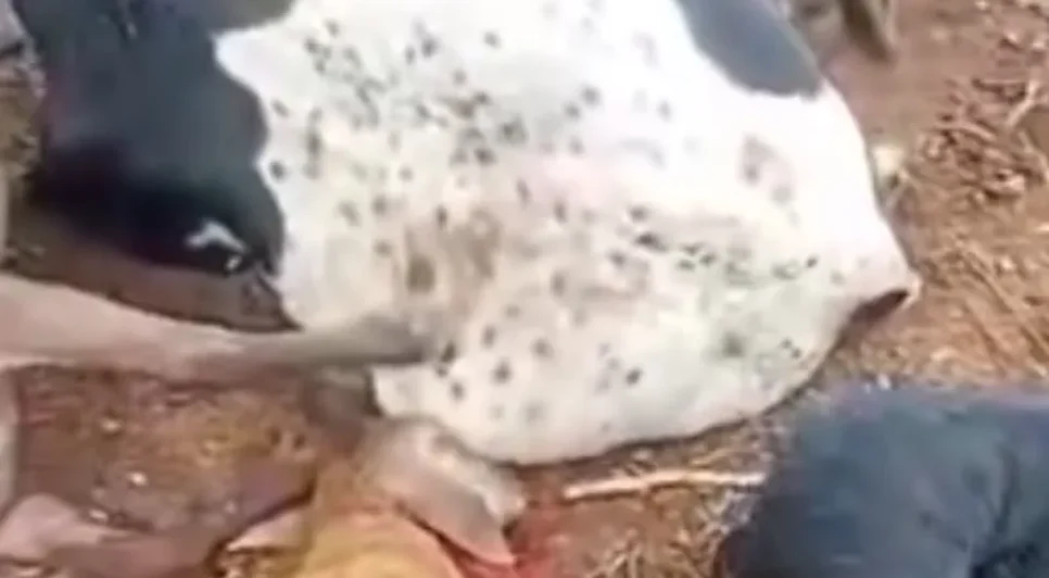 Animais feridos por suposto "Chupa-cabra". Fonte: Internet